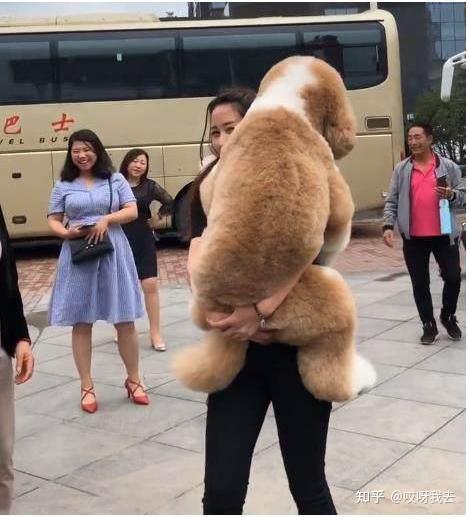 贵宾犬多少钱一只_贵宾犬费钱吗_狗狗贵宾犬图片大全