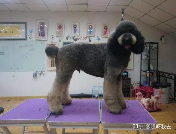 贵宾犬多少钱一只_狗狗贵宾犬图片大全_贵宾犬费钱吗