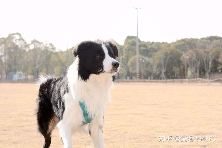 边境牧羊犬百科简介_边境牧羊犬论坛_边境牧羊犬爱好者网