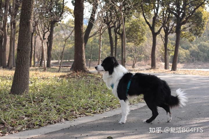 边境牧羊犬论坛_边境牧羊犬百科简介_边境牧羊犬爱好者网