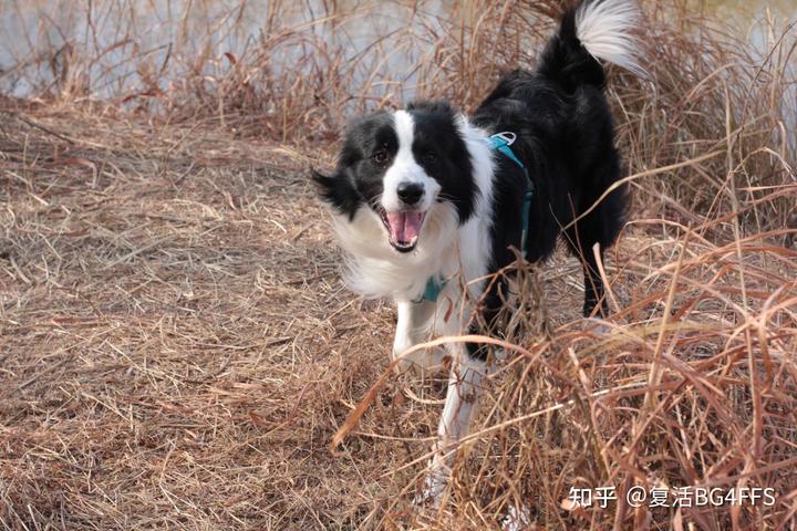 边境牧羊犬百科简介_边境牧羊犬论坛_边境牧羊犬爱好者网