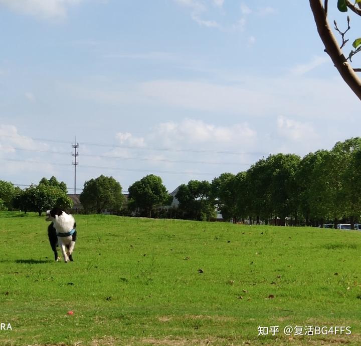 边境牧羊犬百科简介_边境牧羊犬爱好者网_边境牧羊犬论坛