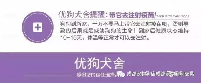 犬纯种拉布拉多价格表_纯种拉布拉多价钱_纯种拉布拉多犬价格