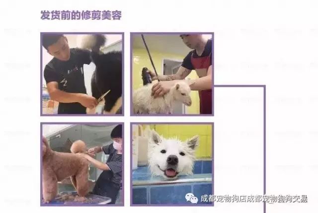 纯种拉布拉多犬价格_纯种拉布拉多价钱_犬纯种拉布拉多价格表