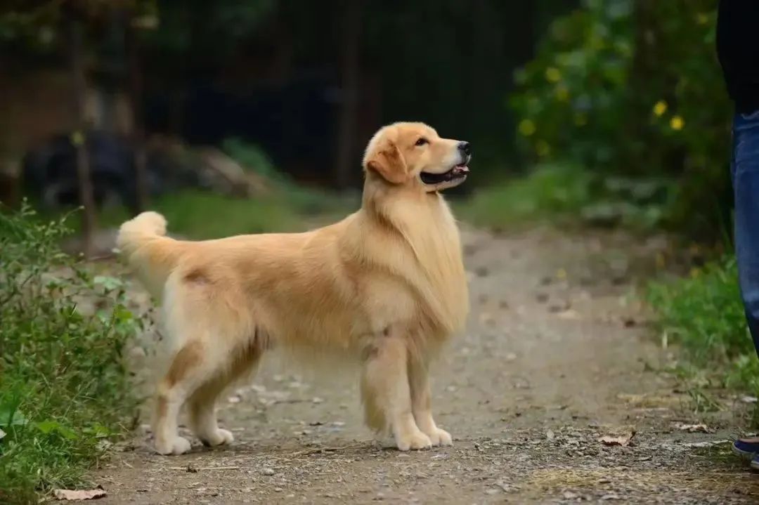 金毛猎犬多少钱_金毛猎犬金毛_金毛猎犬图片