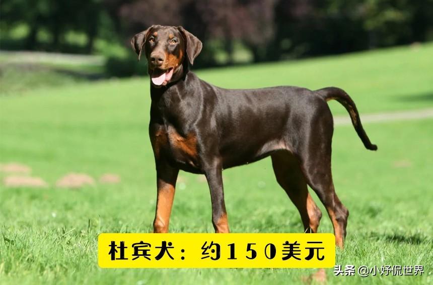 可卡犬价格 可卡犬多少钱一只_宠物狗可卡价格_可卡狗价格