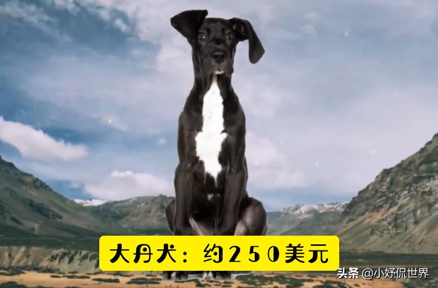 可卡狗价格_可卡犬价格 可卡犬多少钱一只_宠物狗可卡价格