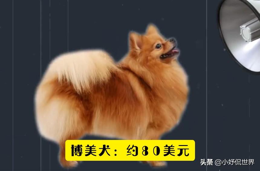 宠物狗可卡价格_可卡犬价格 可卡犬多少钱一只_可卡狗价格