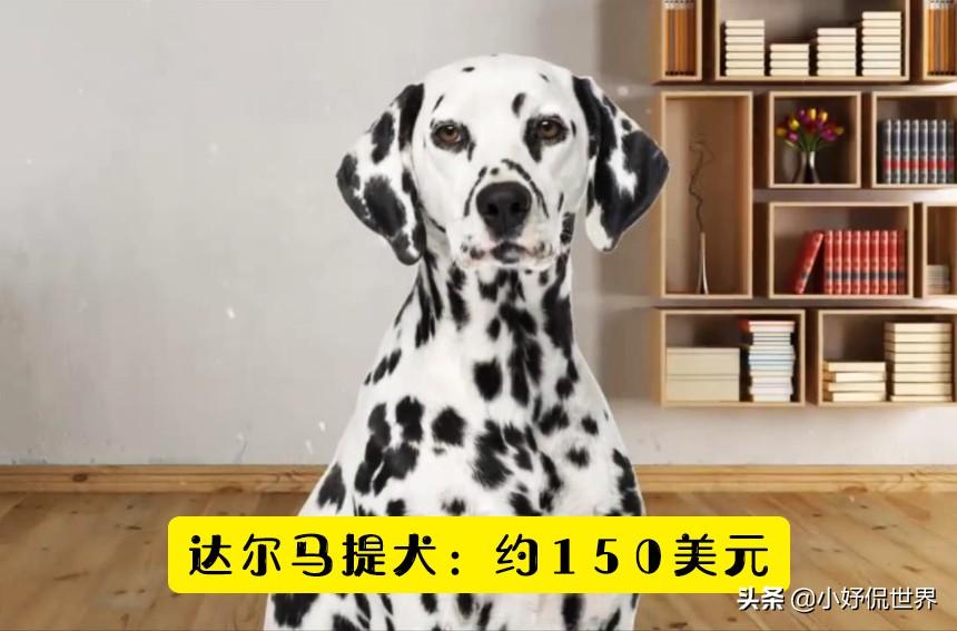 宠物狗可卡价格_可卡犬价格 可卡犬多少钱一只_可卡狗价格