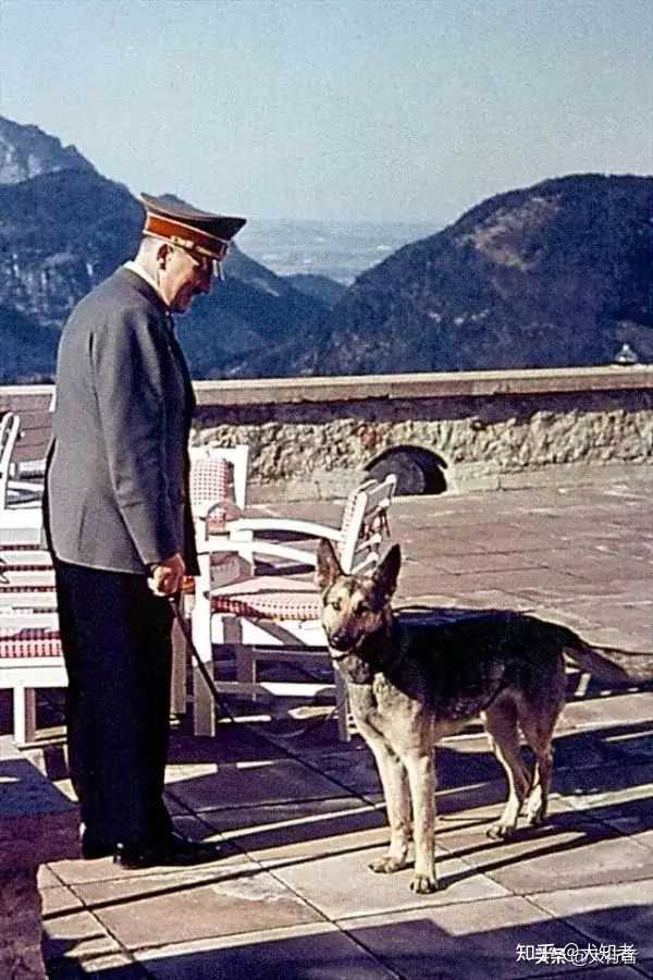 北京德国牧羊犬_牧羊犬德国北京_德国牧羊犬狗场