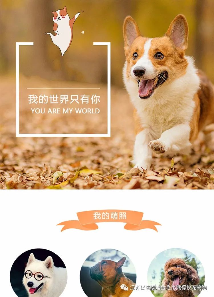 北京哪里有卖茶杯犬_茶杯狗哪里有卖_狗市茶杯犬