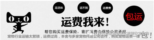 狗市茶杯犬_北京哪里有卖茶杯犬_茶杯狗哪里有卖