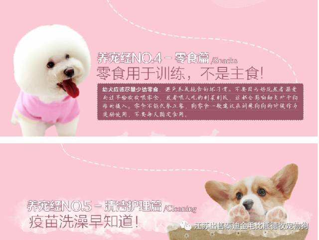 北京哪里有卖茶杯犬_茶杯狗哪里有卖_狗市茶杯犬